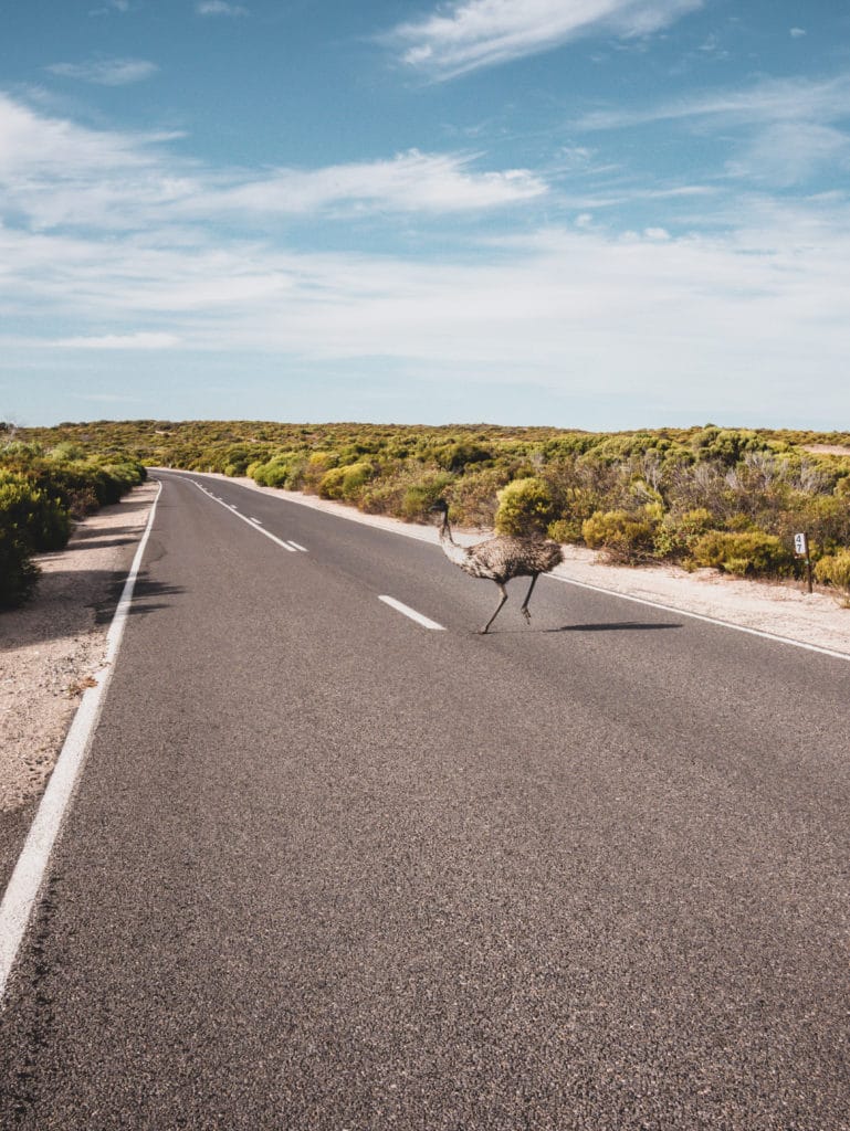 australie du sud, road trip , comment y aller, quoi faire, yorke peninsula, péninsule de yorke, emu, australie